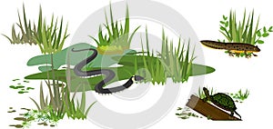 Grass snake or Natrix natrix, European pond turtle Emys orbicularis and newt in swamp biotope photo